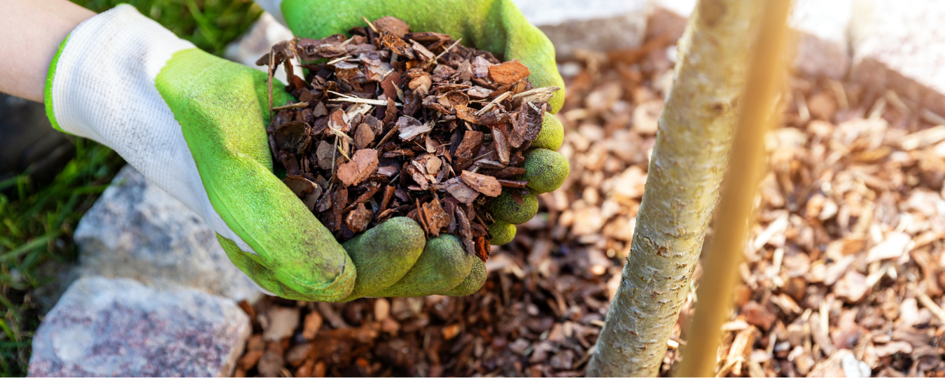 Guide to Improving Garden Soil with Mulch